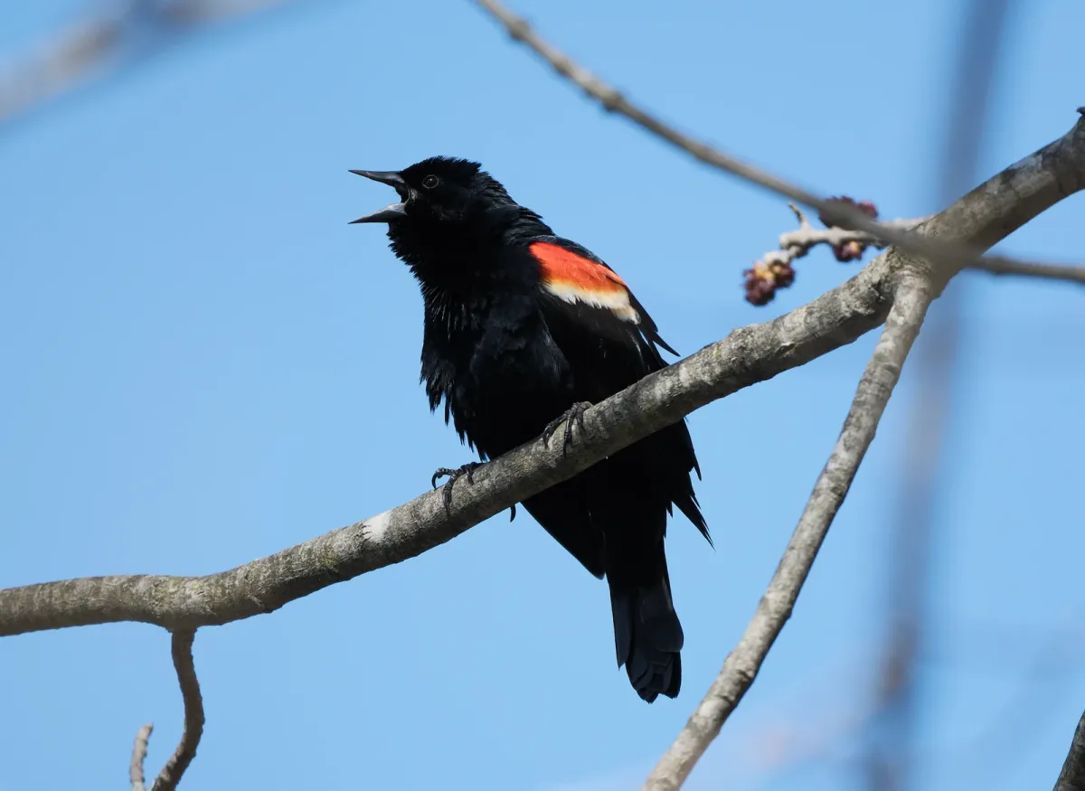 Red-winged Blackbird, photographed