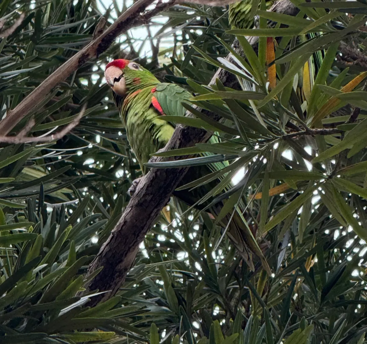 Red-masked Parakeet, photographed