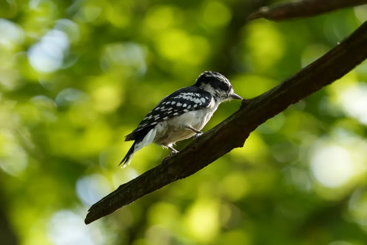 Downy woodpecker, photographed
