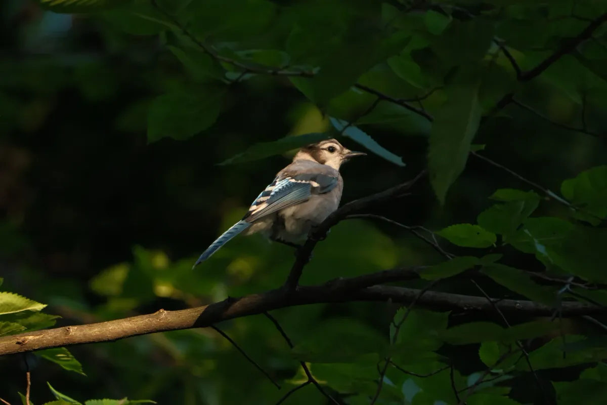 Blue Jay, photographed