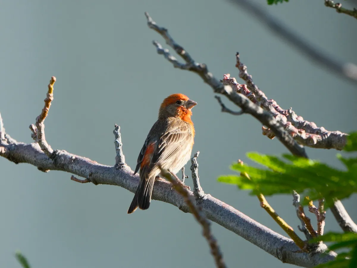 House Finch, photographed