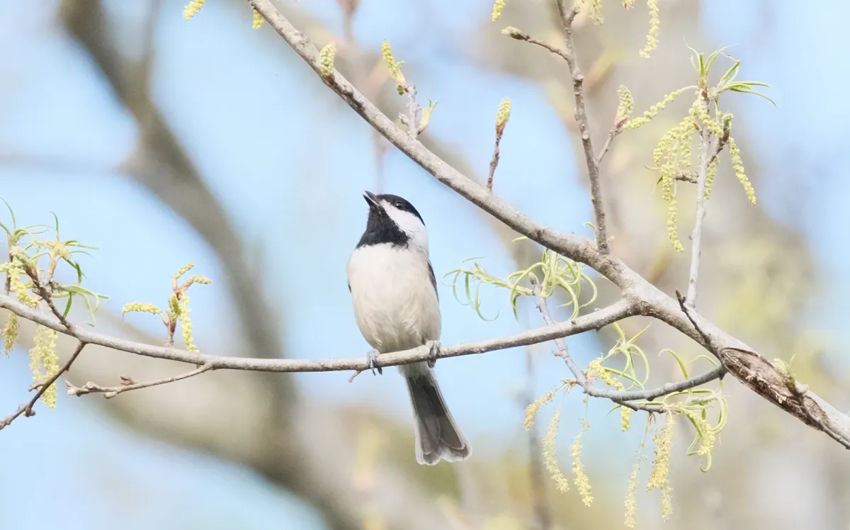 Carolina Chickadee, photographed
