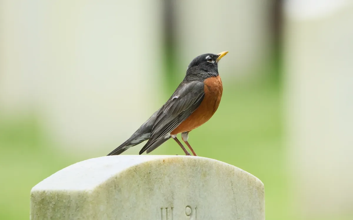 American Robin, photographed