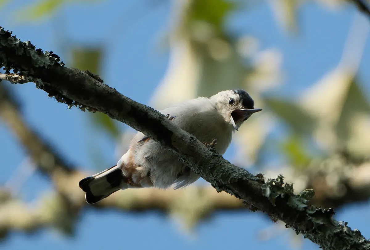 White-breasted Nuthatch, photographed