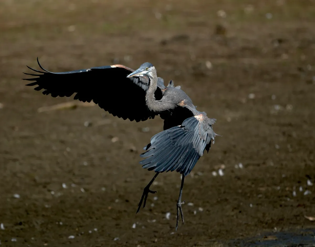 Great Blue Heron, photographed