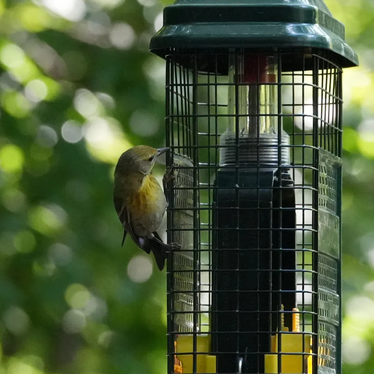 Baltimore Oriole, photographed