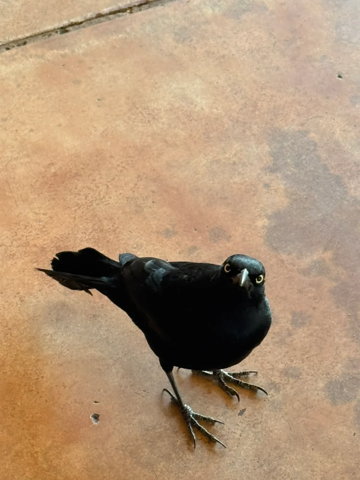 Greater Antillean Grackle, photographed