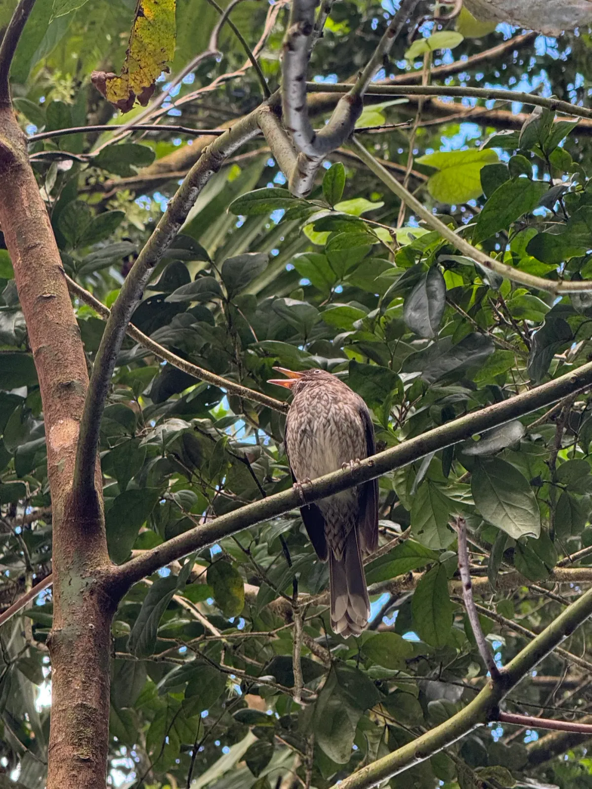 Pearly-eyed Thrasher, photographed