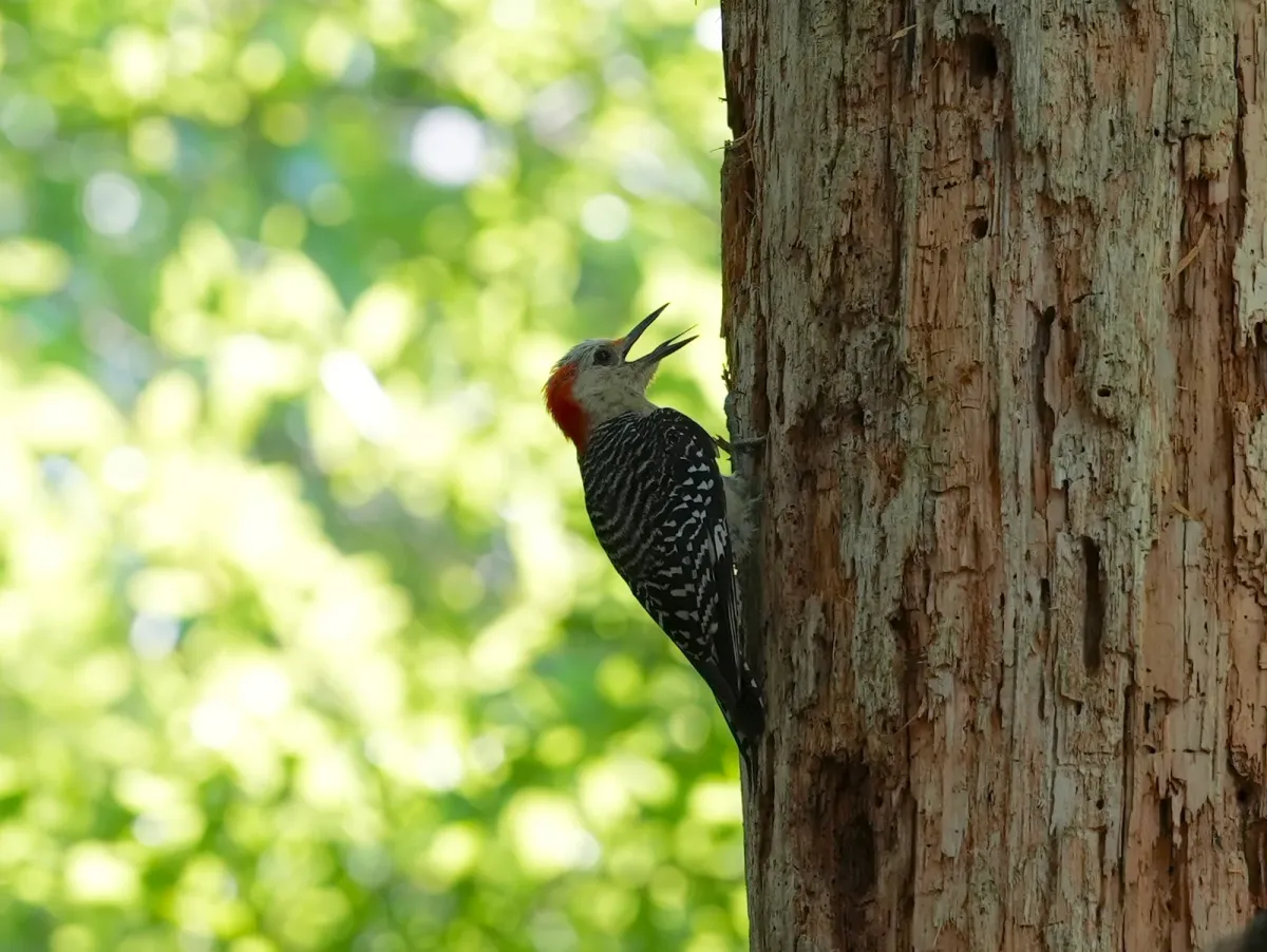 Red-bellied Woodpecker, photographed