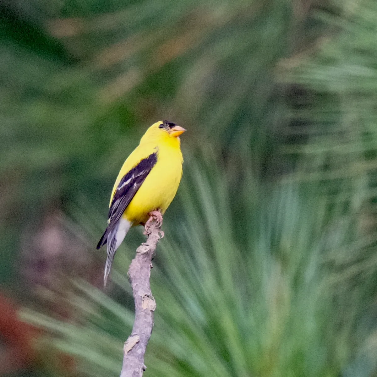 American Goldfinch, photographed