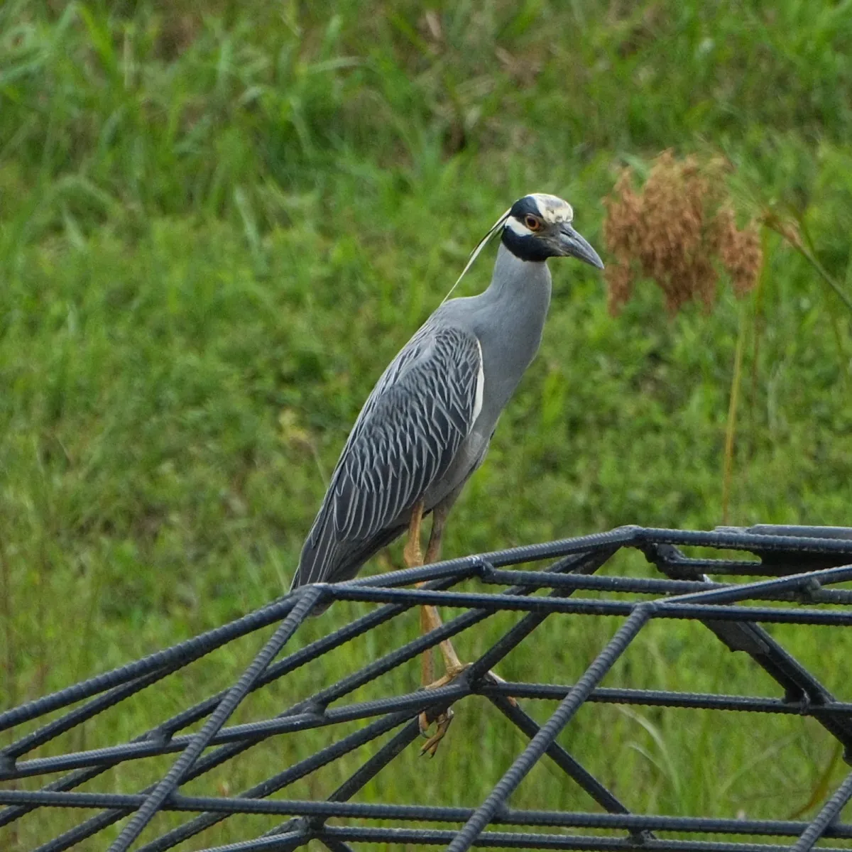 Yellow-crowned Night Heron, photographed
