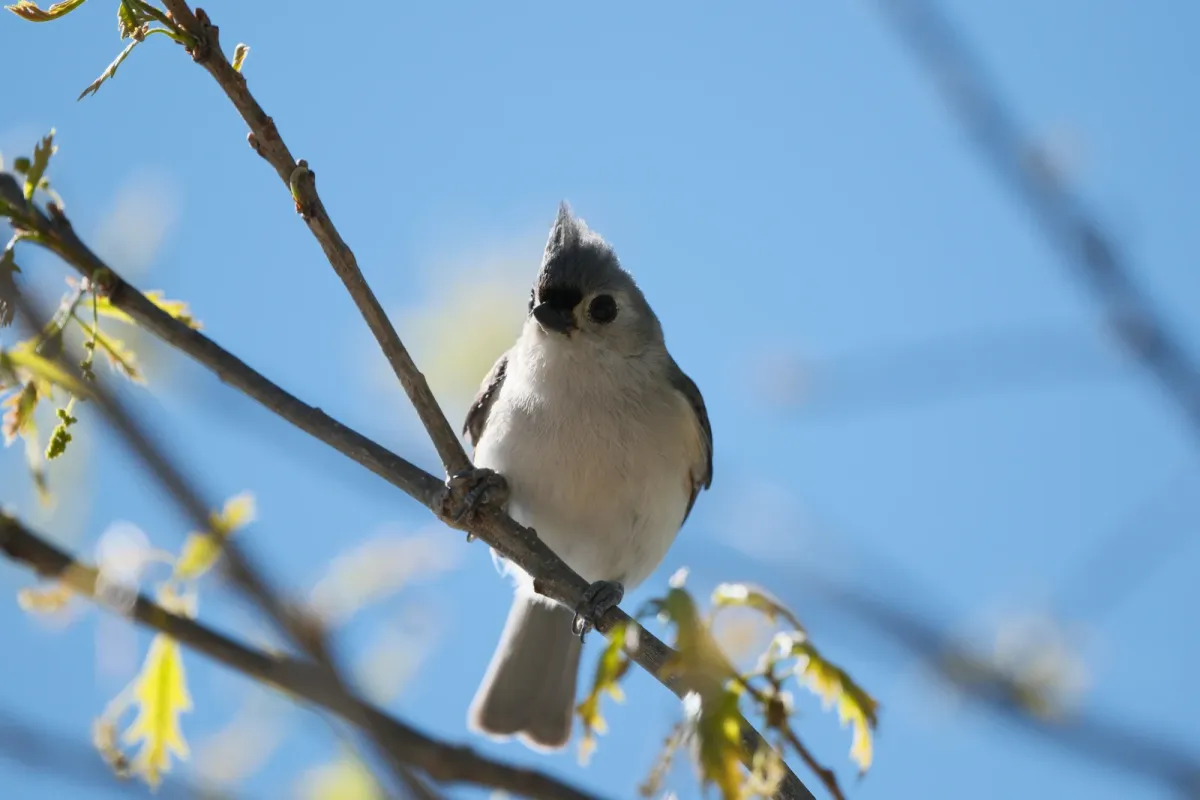 Tufted Titmouse, photographed