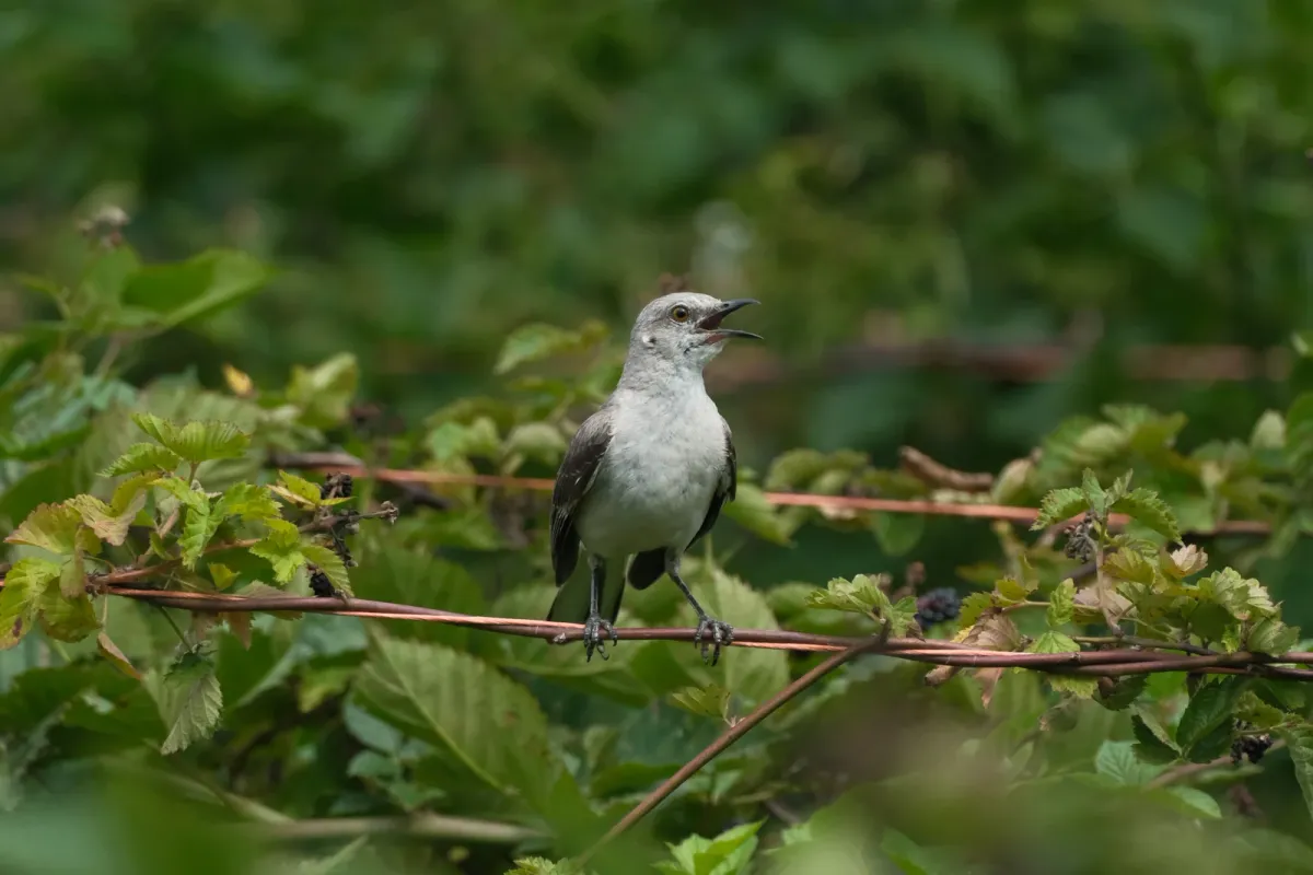 Northern Mockingbird, photographed
