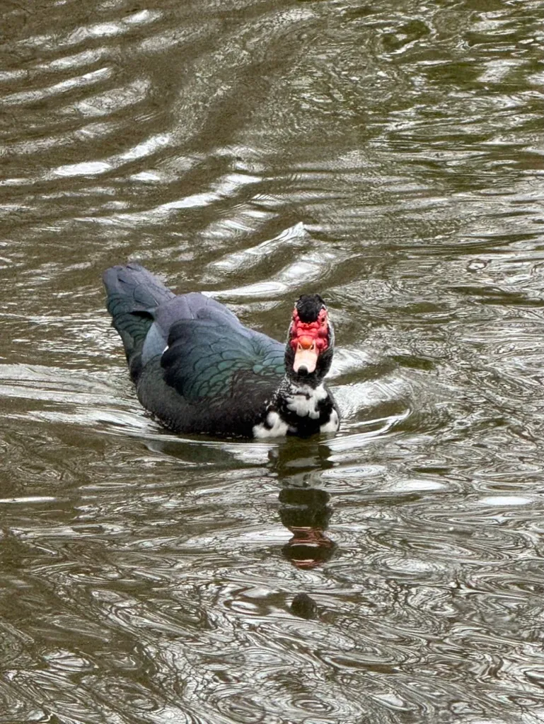 Muscovy Duck, photographed