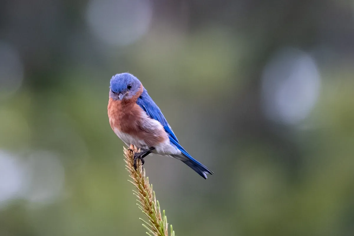 Eastern Bluebird, photographed