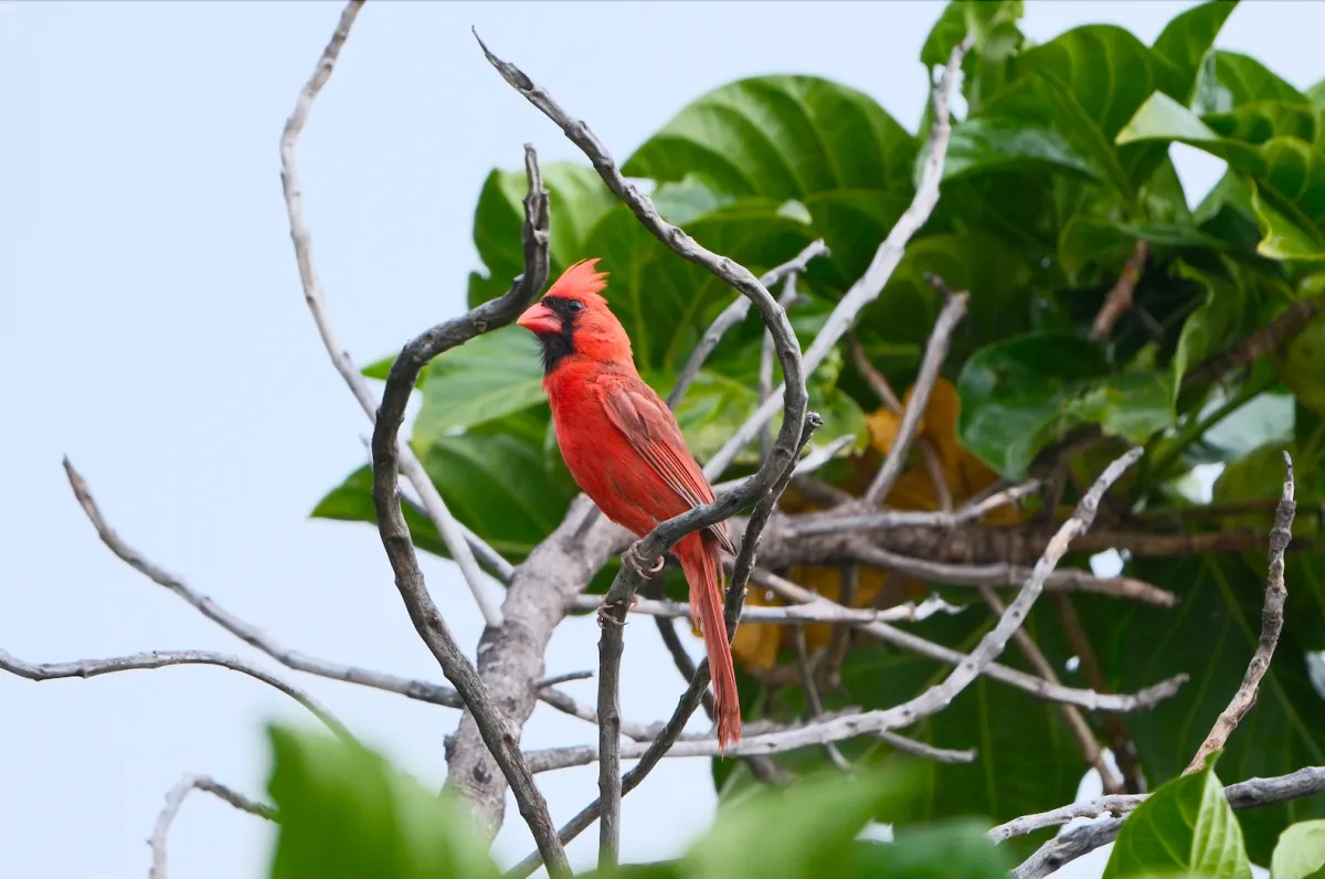 Northern Cardinal, photographed