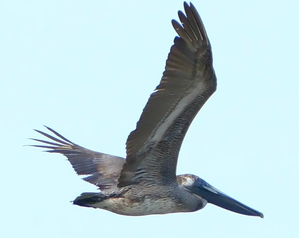 Brown Pelican, photographed
