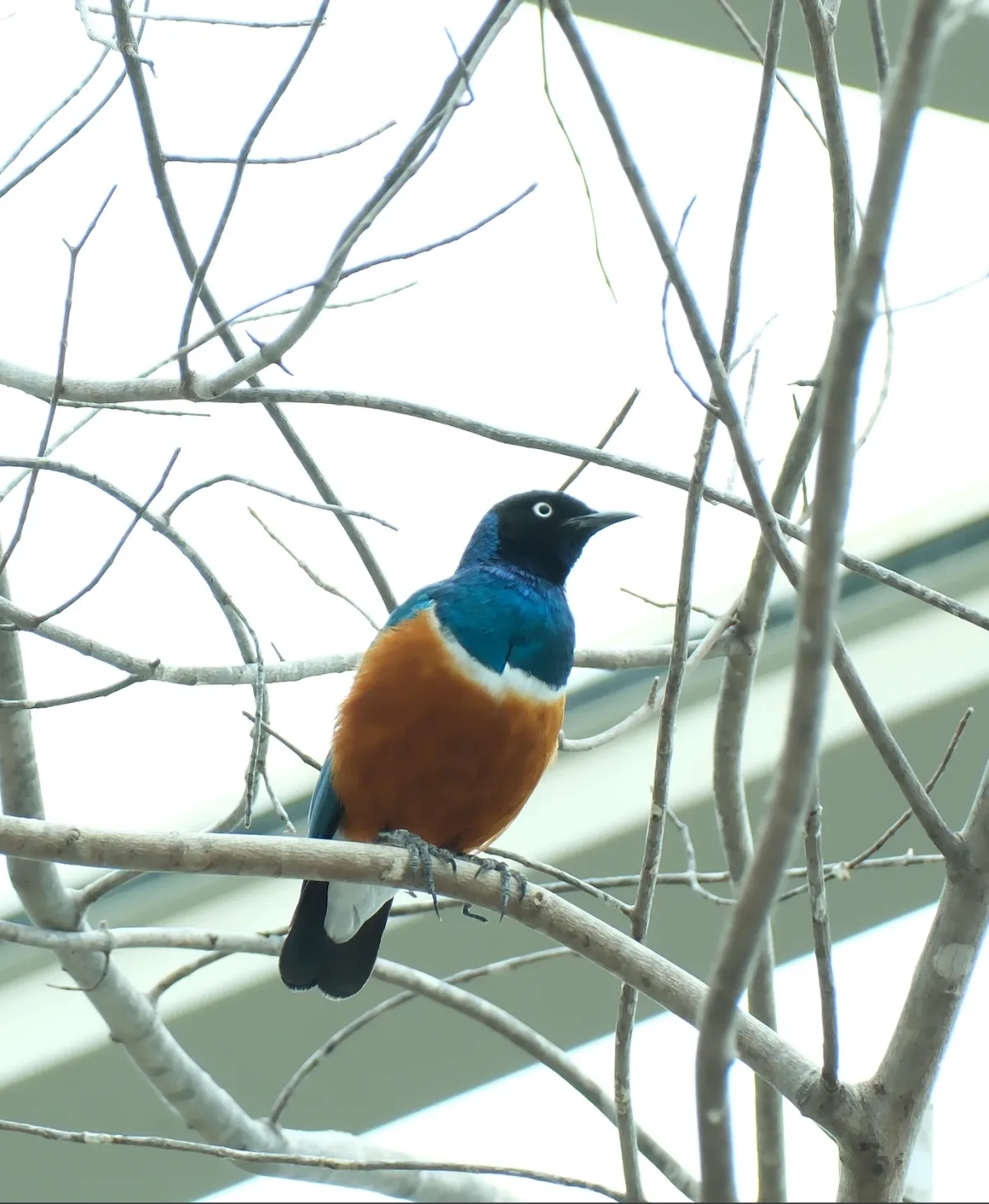 Superb Starling, photographed