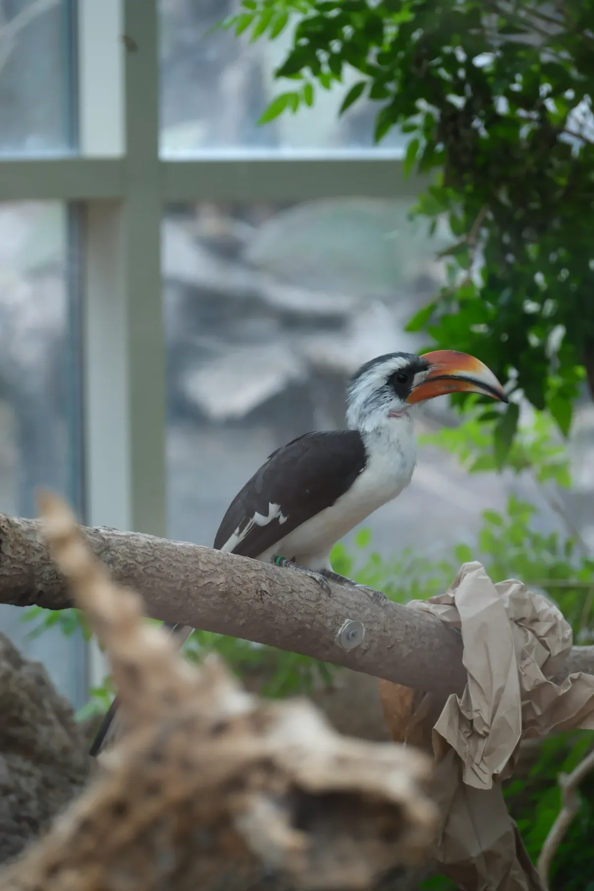 Von der Decken's Hornbill, photographed