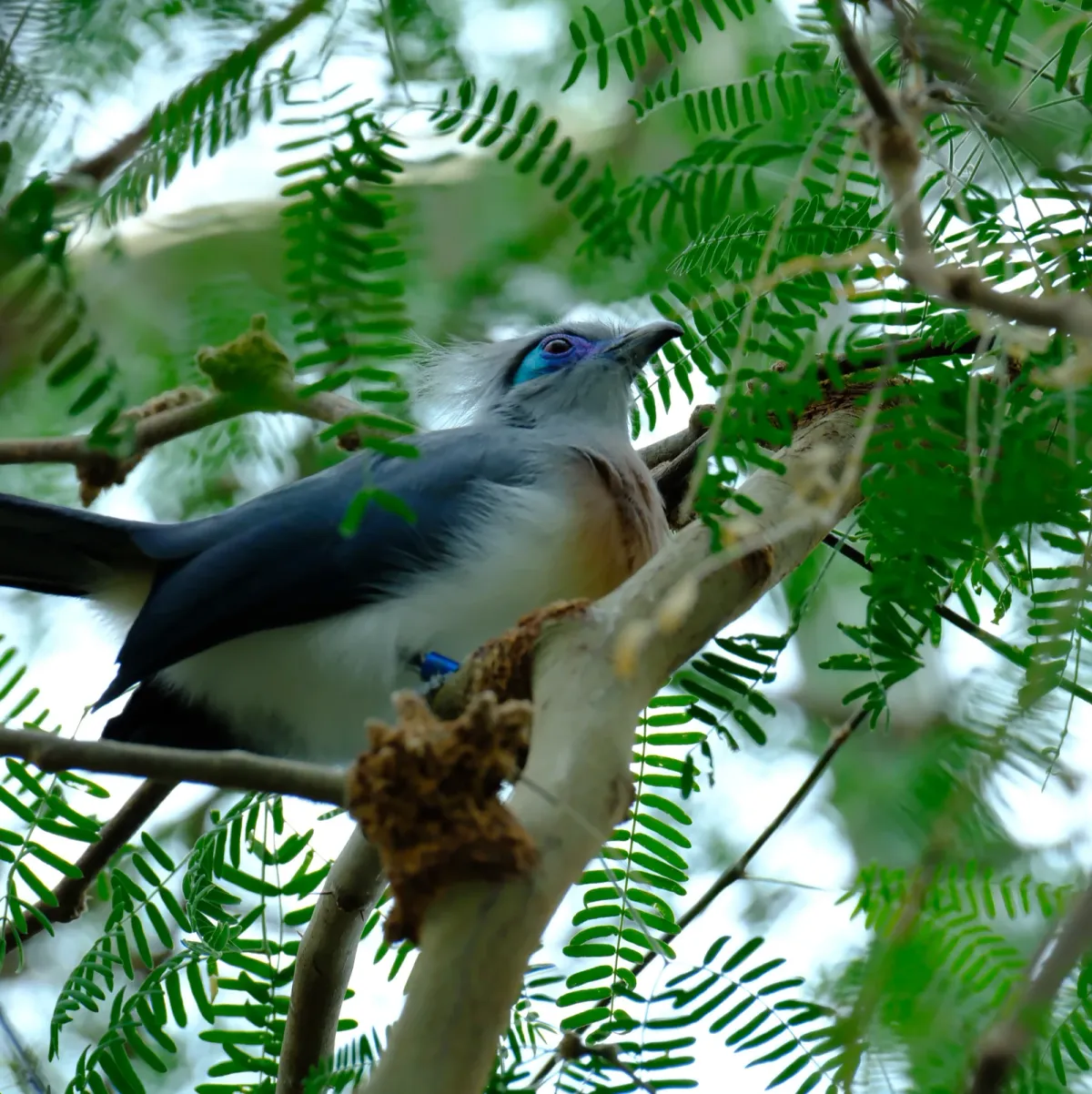 Crested Coua, photographed