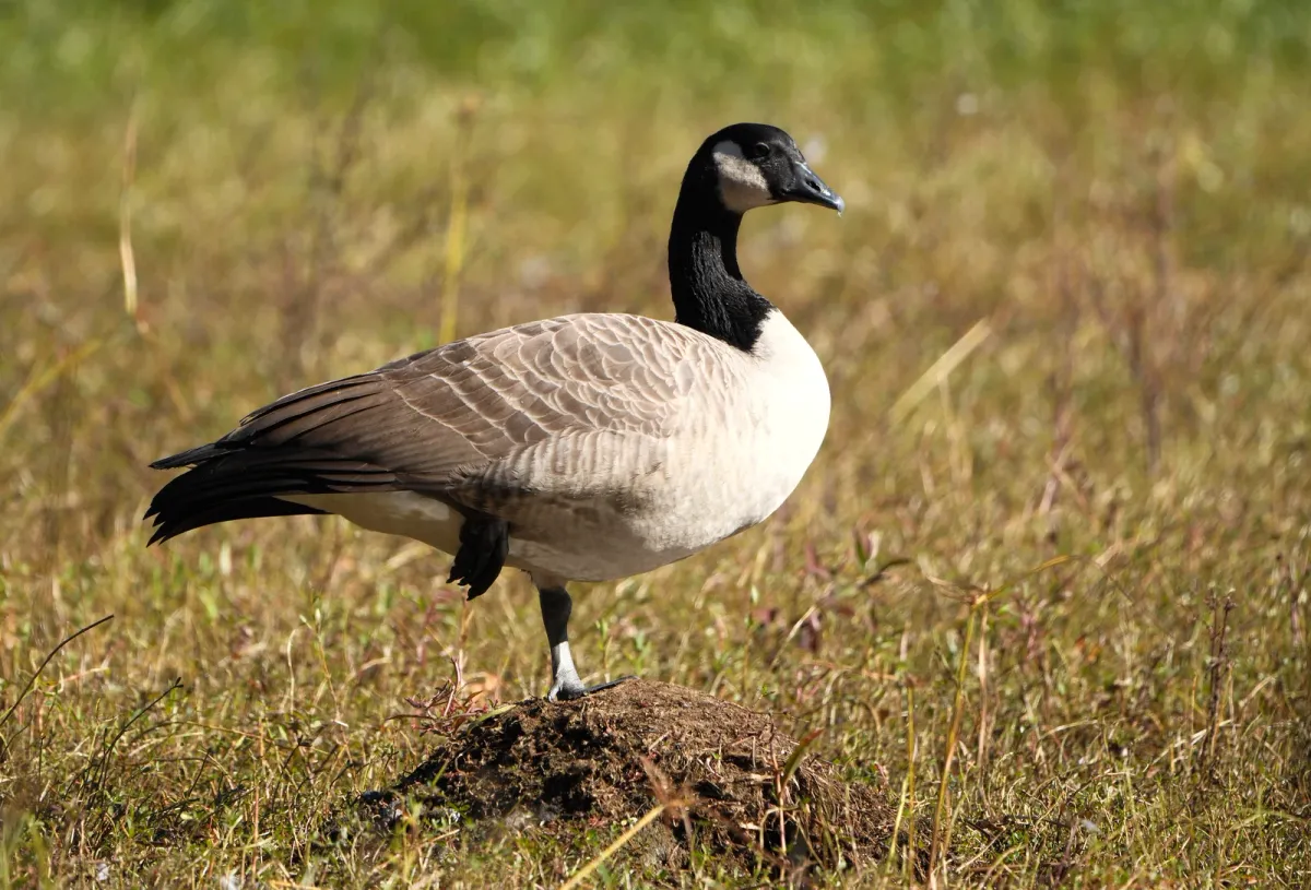 Canada Goose, photographed