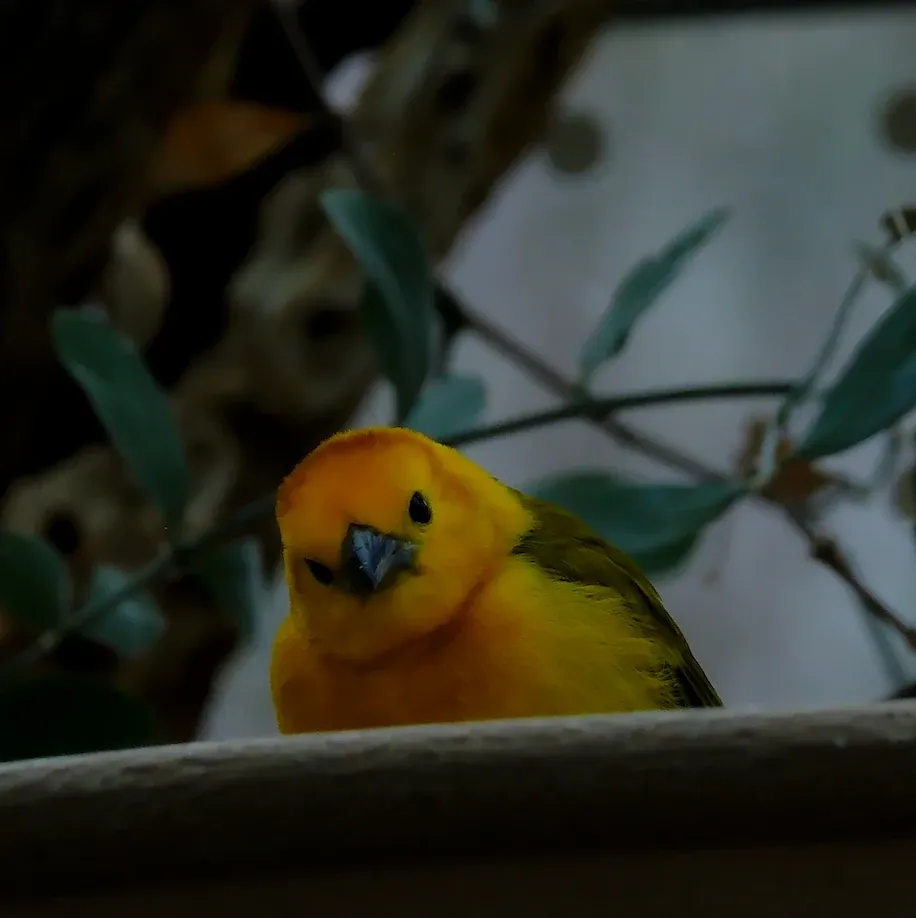 Cape Weaver, photographed