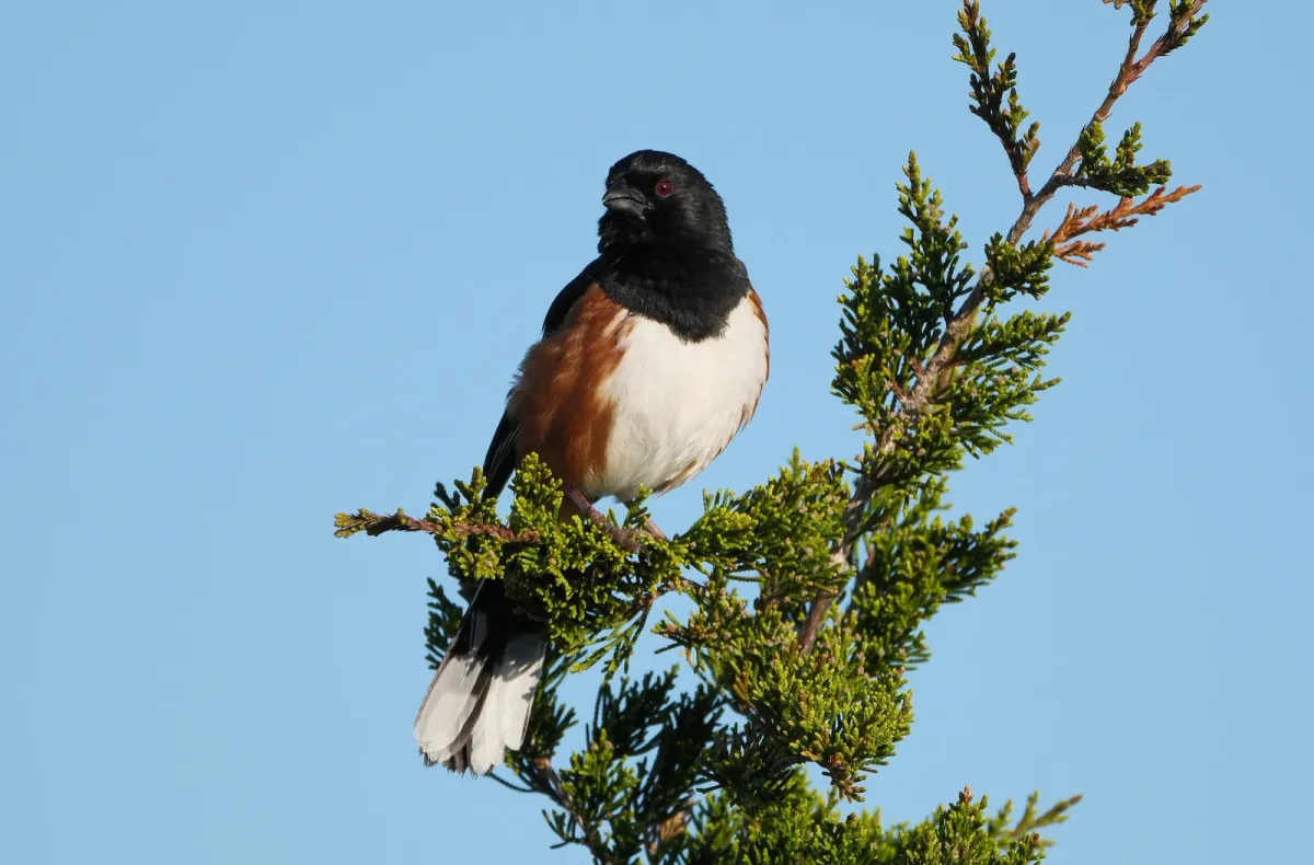 Eastern Towhee, photographed