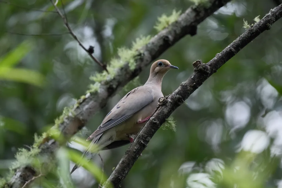 Mourning Dove, photographed