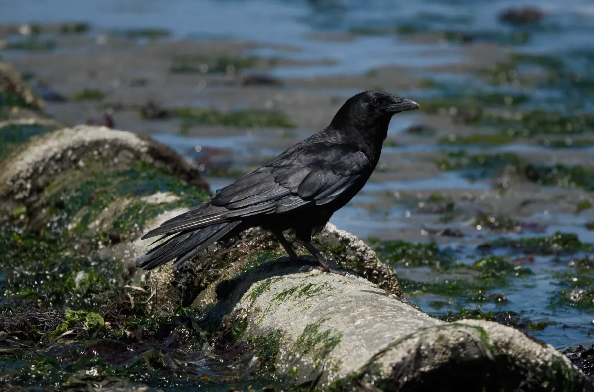 American Crow, photographed