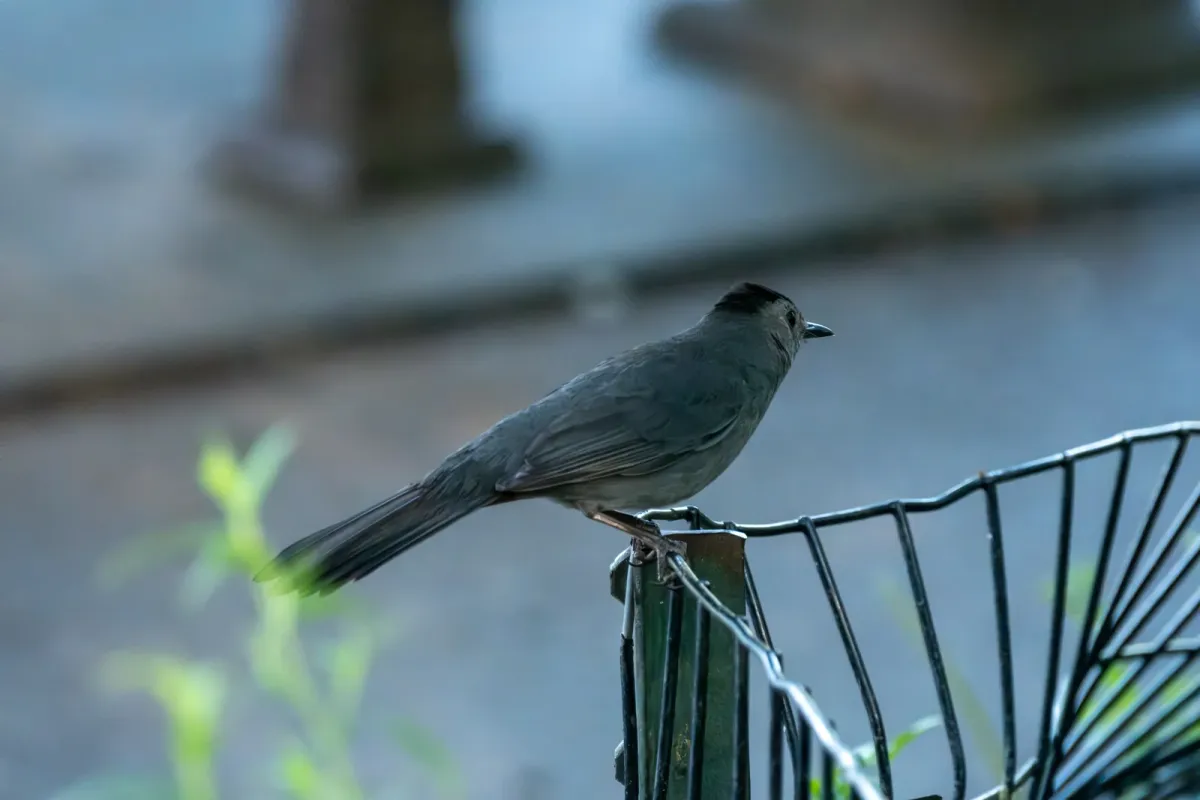 Gray Catbird, photographed