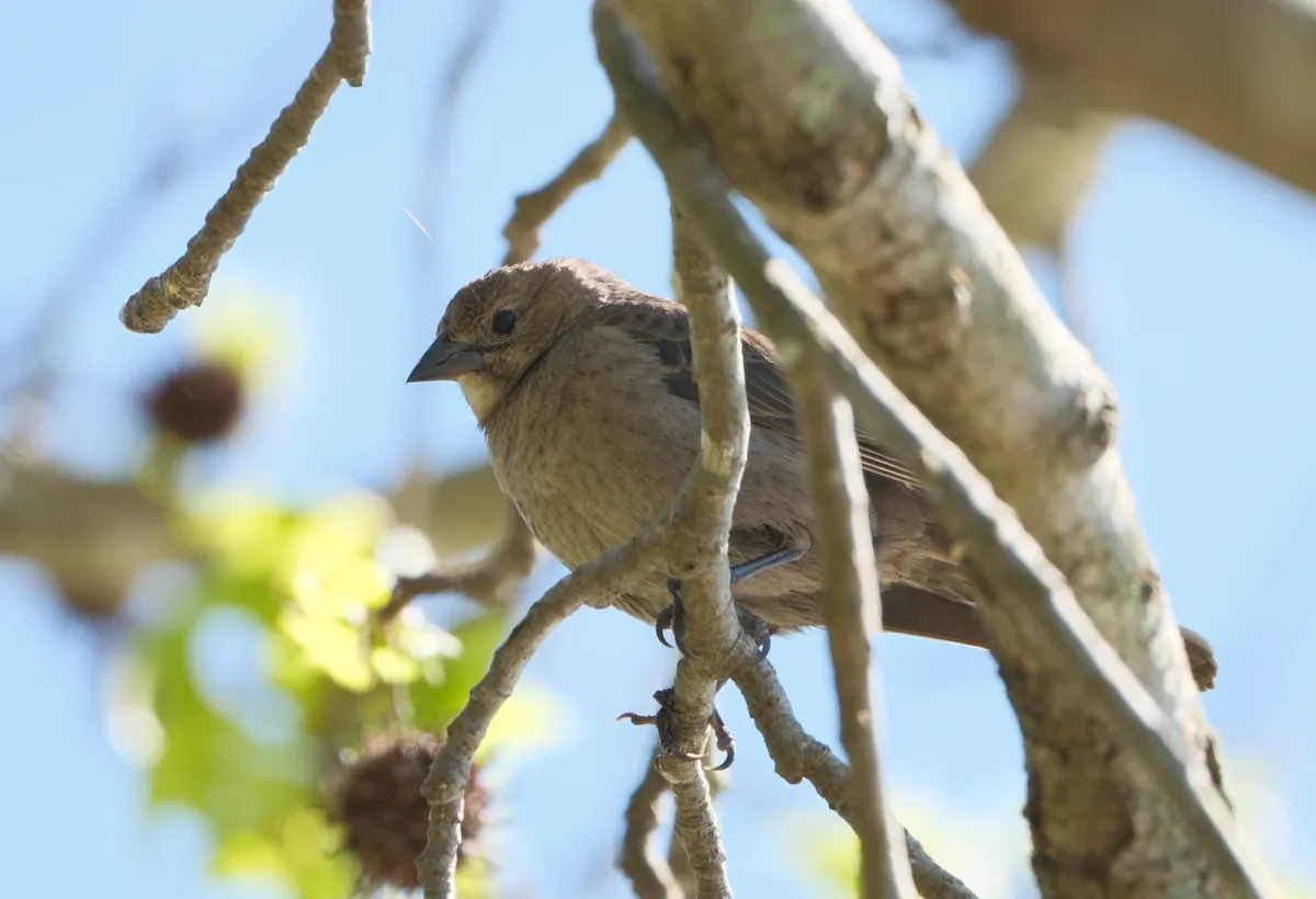 Brown-headed Cowbird, photographed