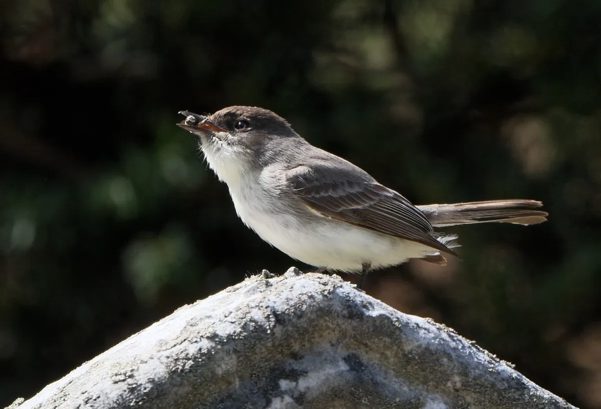 Eastern Phoebe, photographed