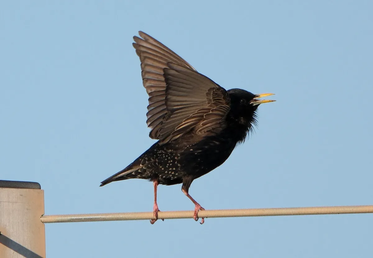 European Starling, photographed