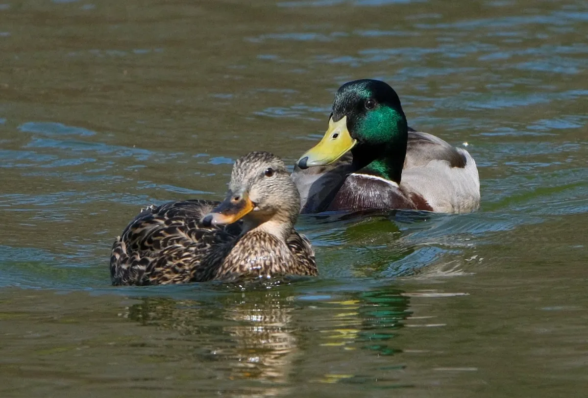 Mallard, photographed