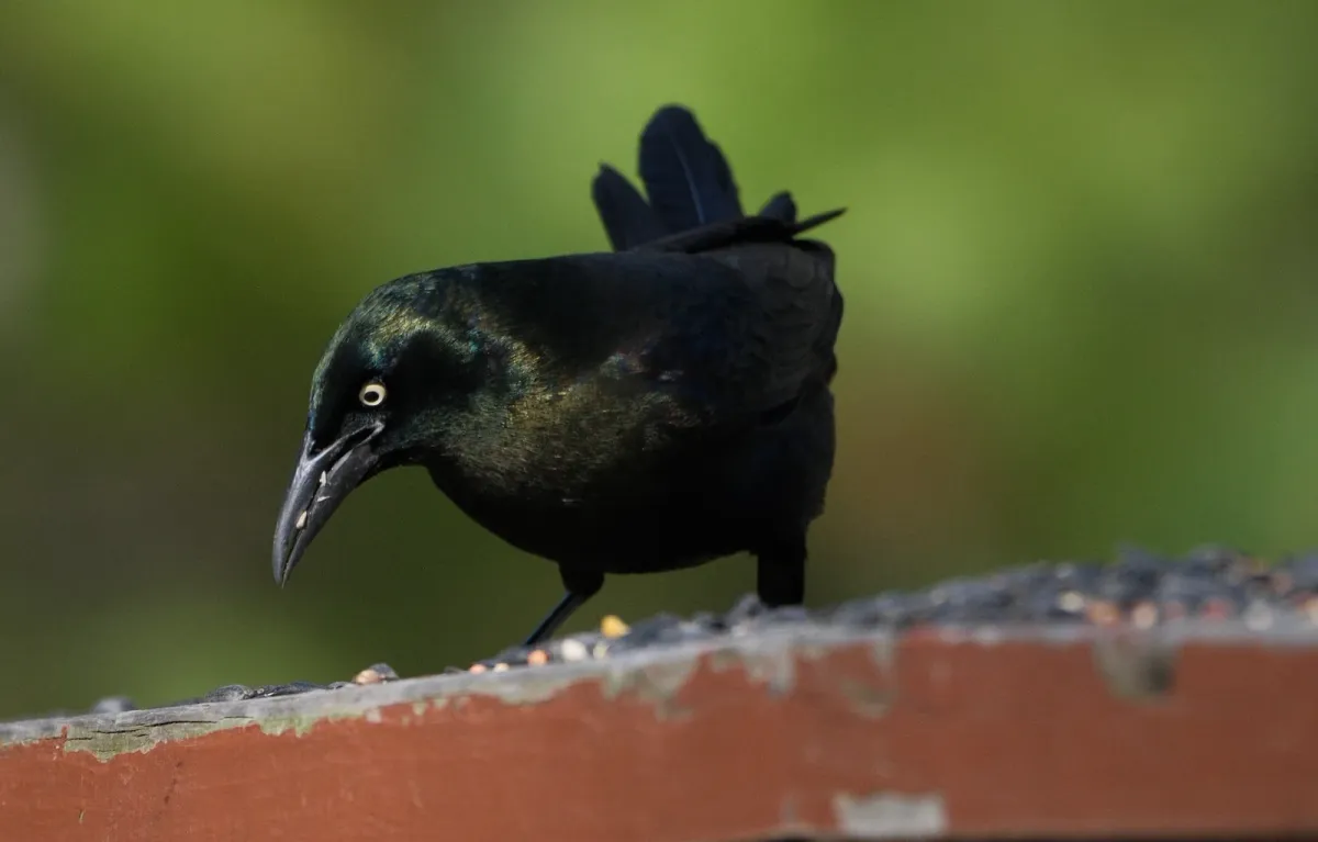 Common Grackle, photographed