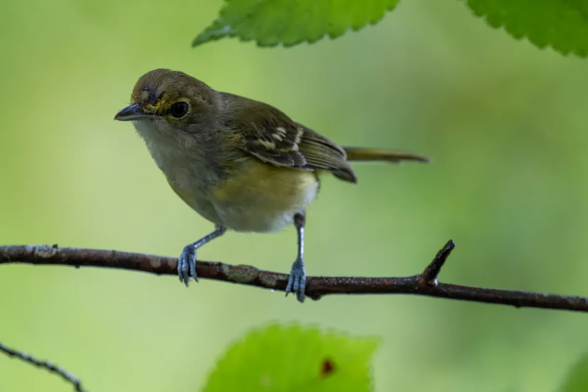 White-eyed Vireo, photographed