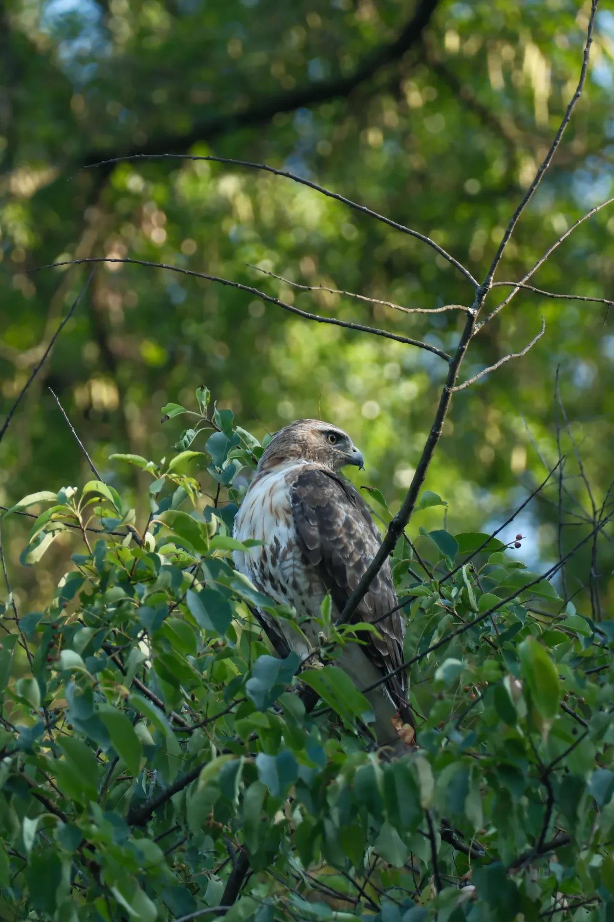 Red-tailed Hawk, photographed