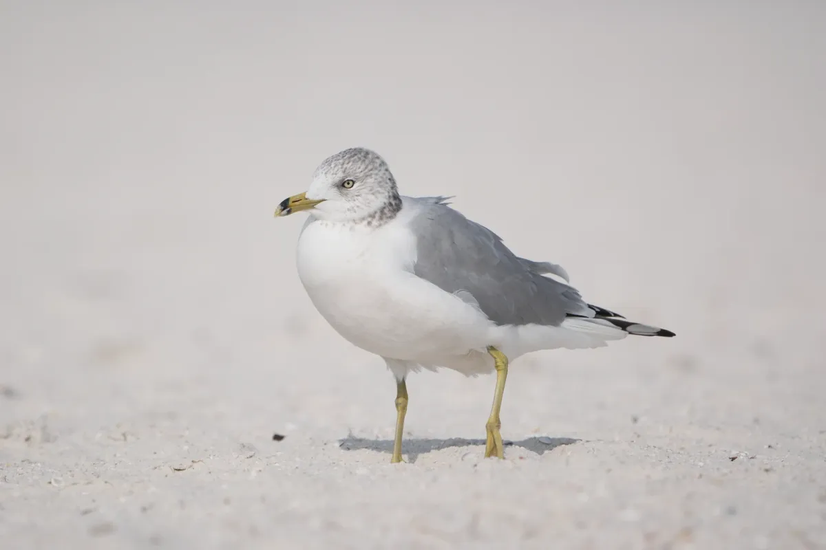 Ring-billed Gull, photographed