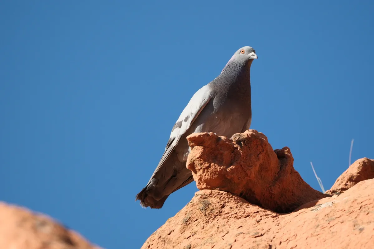 Rock Pigeon, photographed