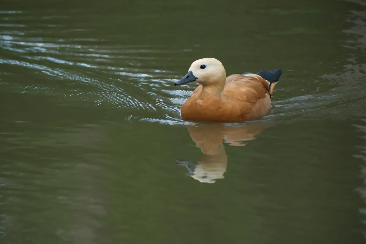 Ruddy Shelduck, photographed