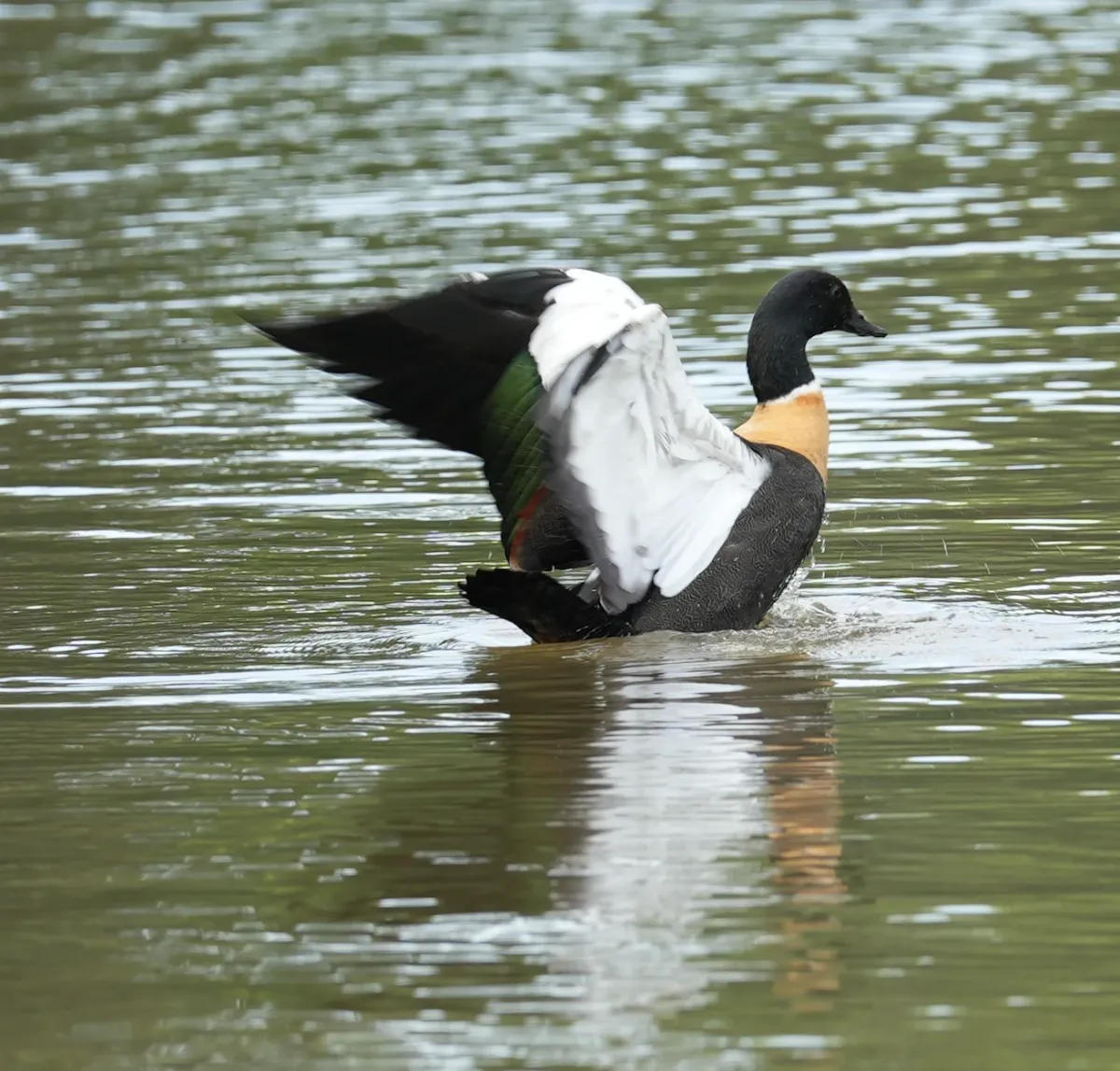 Australian Shelduck, photographed