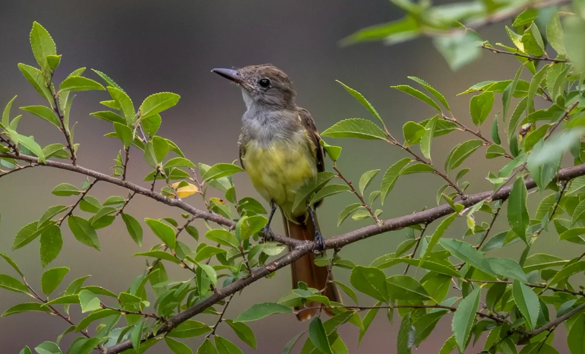 Great Crested Flycatcher, photographed