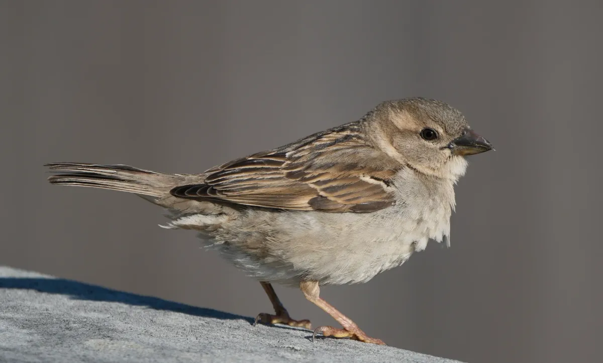 House Sparrow, photographed