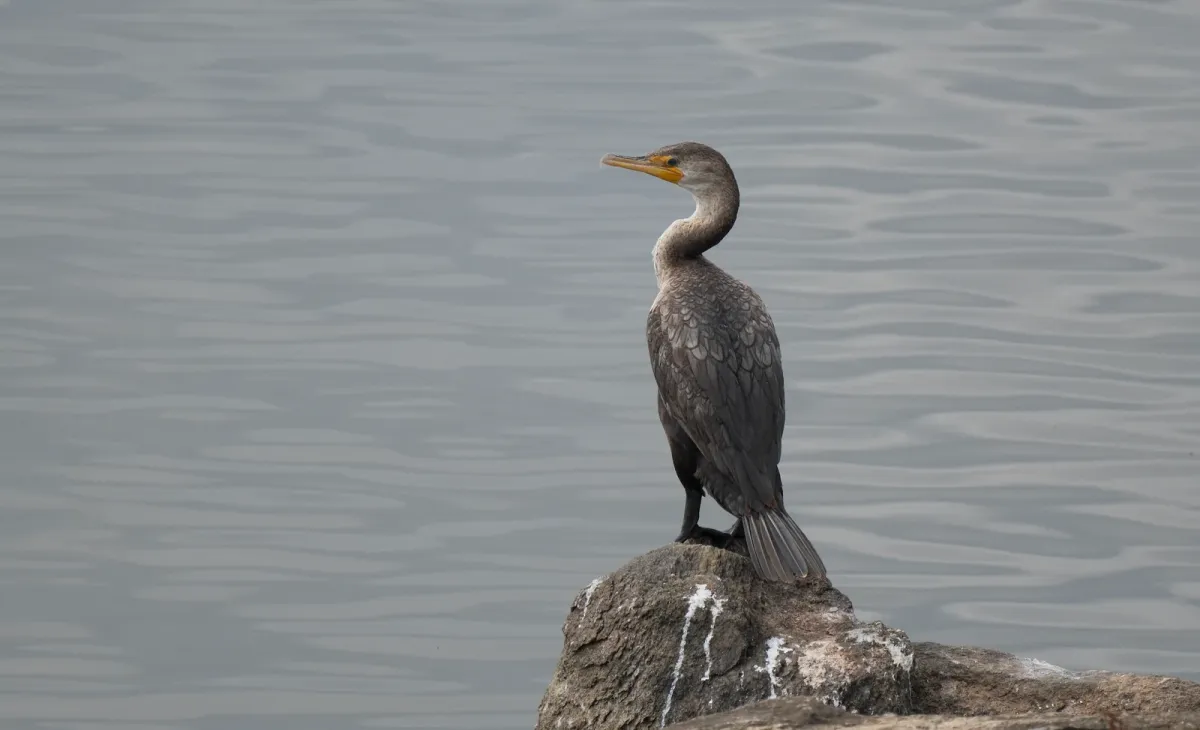 Double-crested Cormorant, photographed