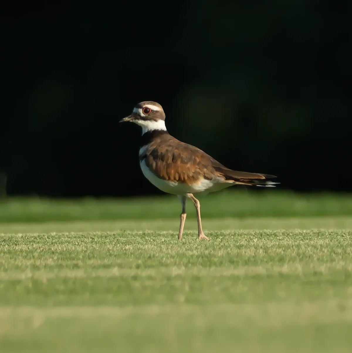 Killdeer, photographed