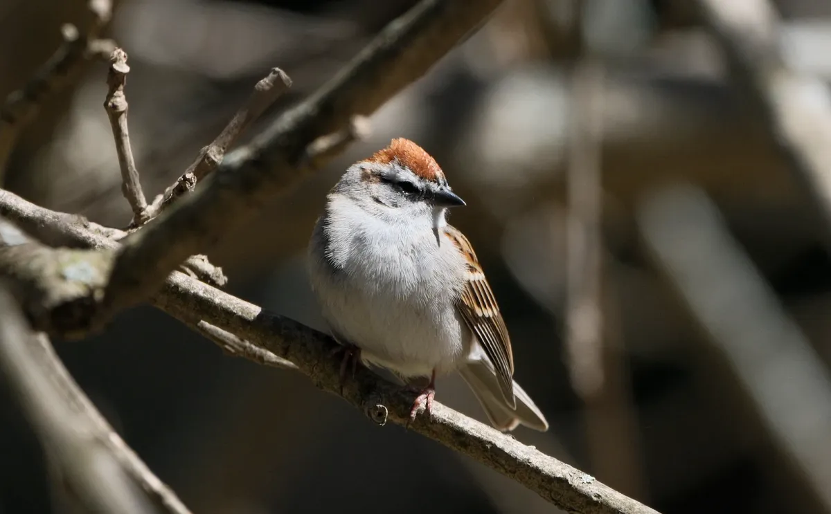 Chipping Sparrow, photographed