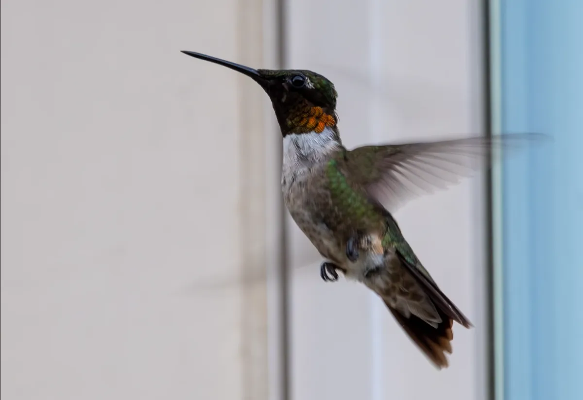 Ruby-throated Hummingbird, photographed