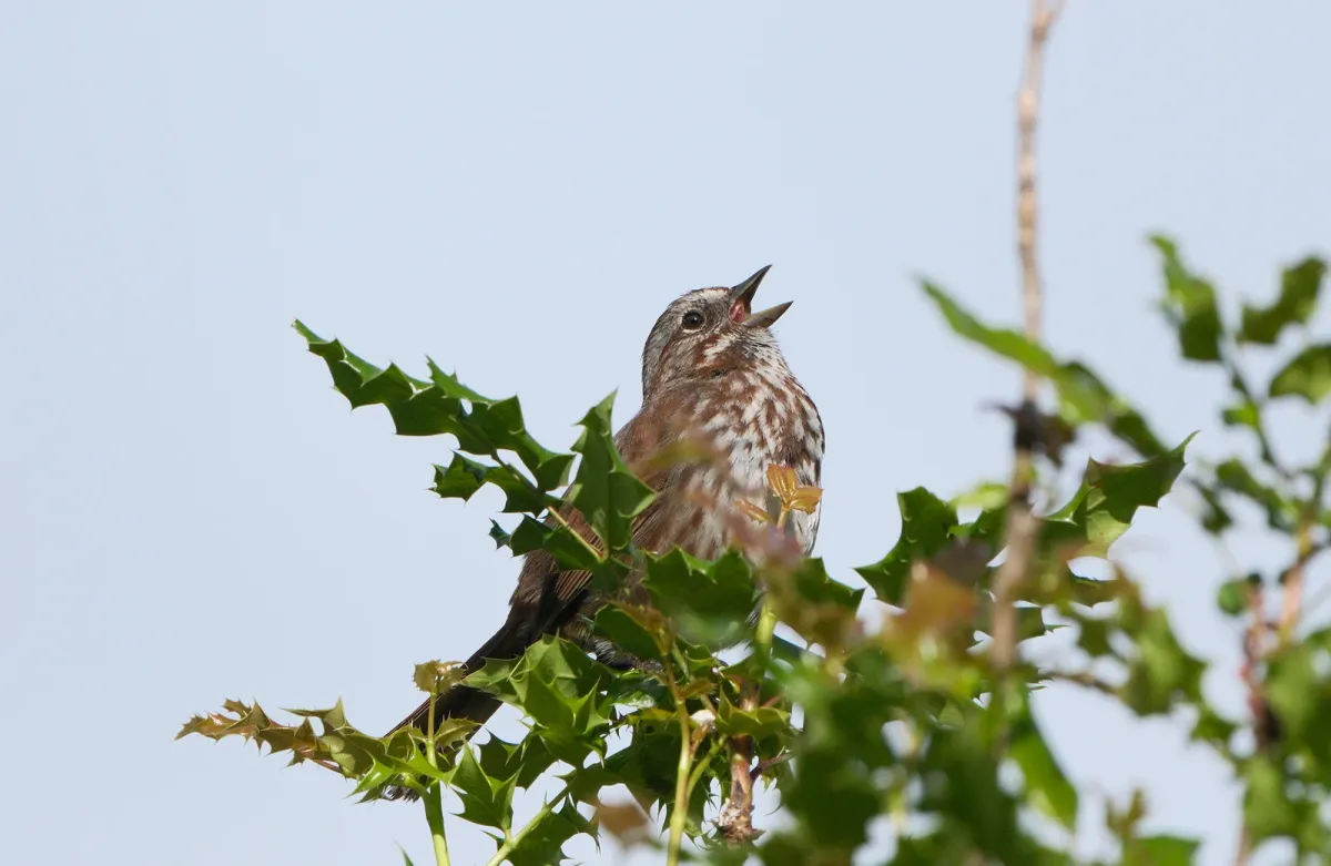 Song Sparrow, photographed