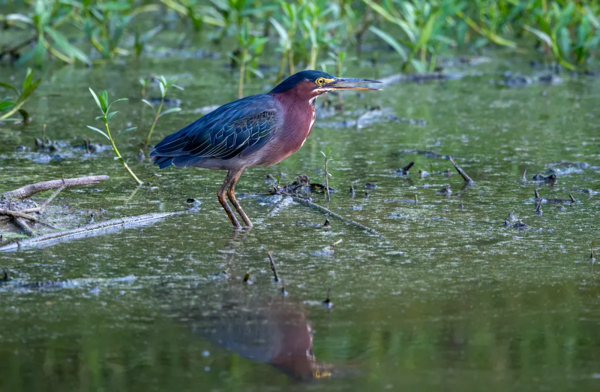 Green Heron, photographed