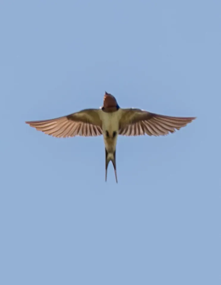Barn Swallow, photographed